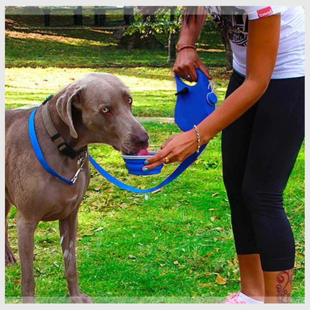 LeashPro™ – The Multifunctional Hydrating Dog Leash